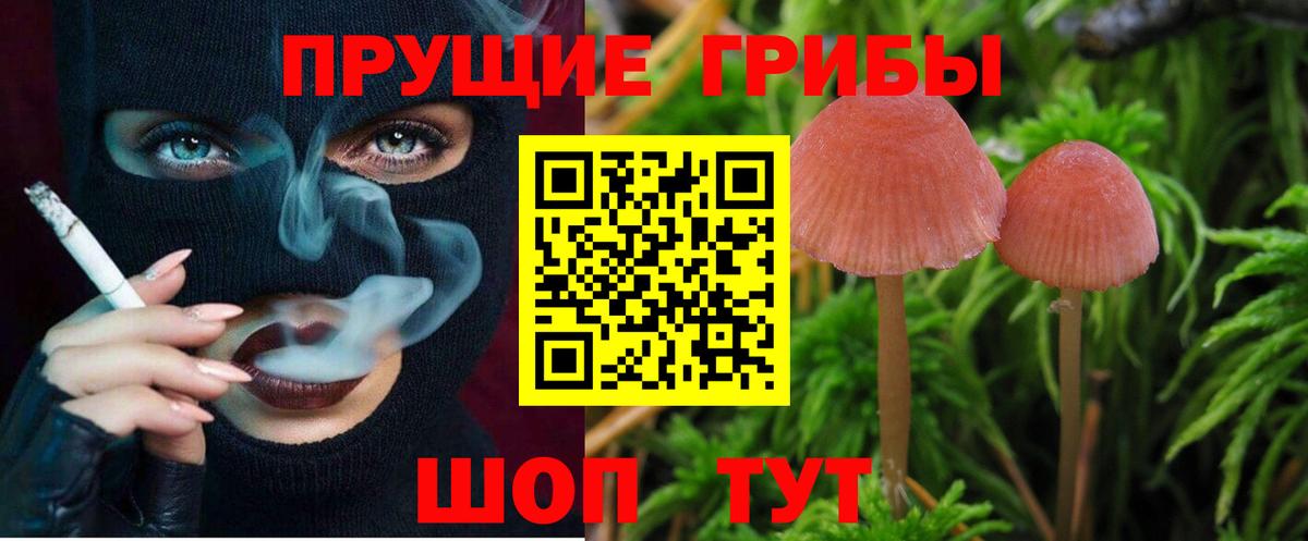 Псилоцибиновые грибы Psilocybe Обь